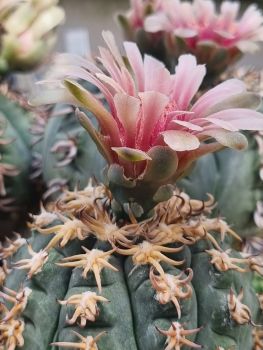 Gymnocalycium spegazzinii v. unguispinum